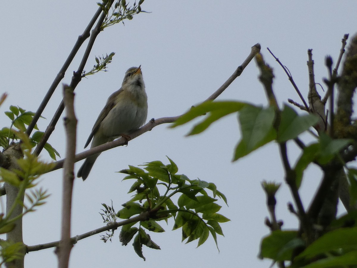 Willow Warbler - Mike Tuer