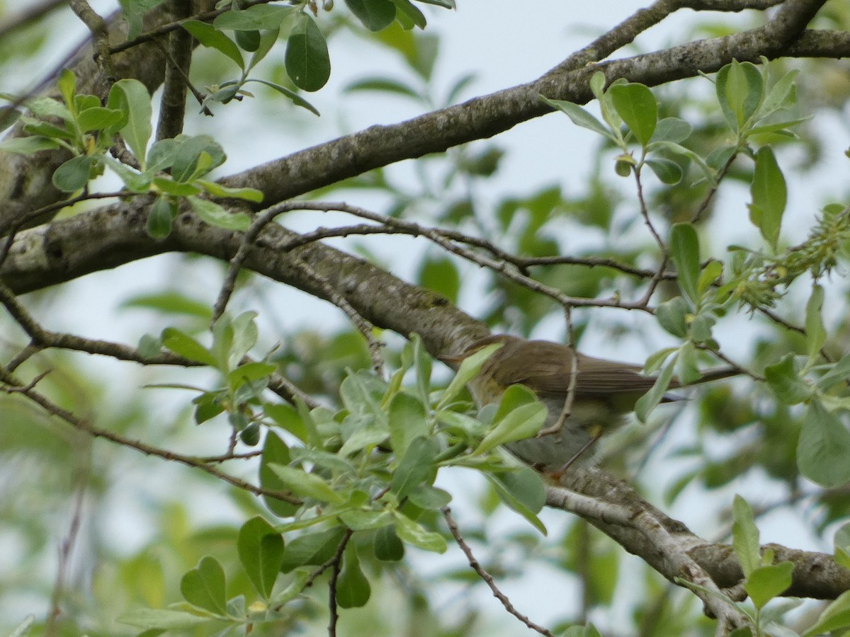 Willow Warbler - Mike Tuer