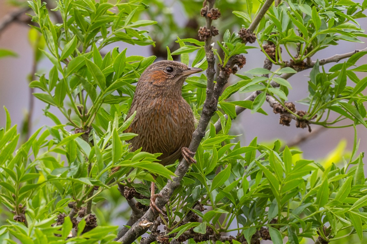 Streaked Laughingthrush - Vivek Saggar