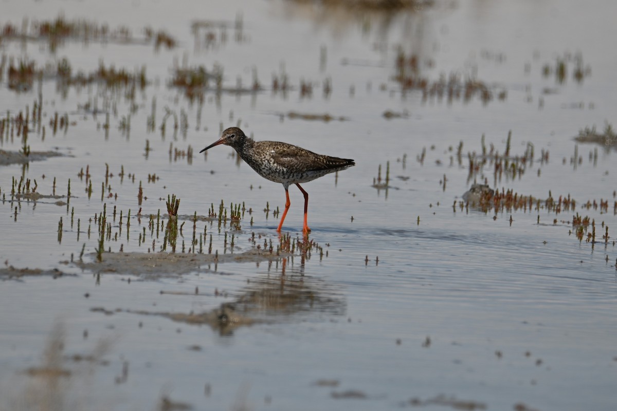 Common Redshank - Kenzhegul Qanatbek