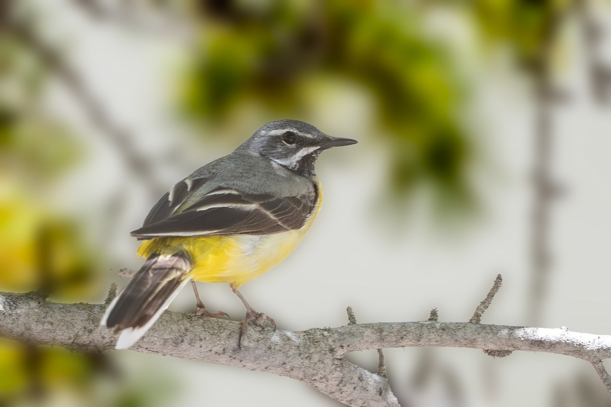 Gray Wagtail - Vivek Saggar