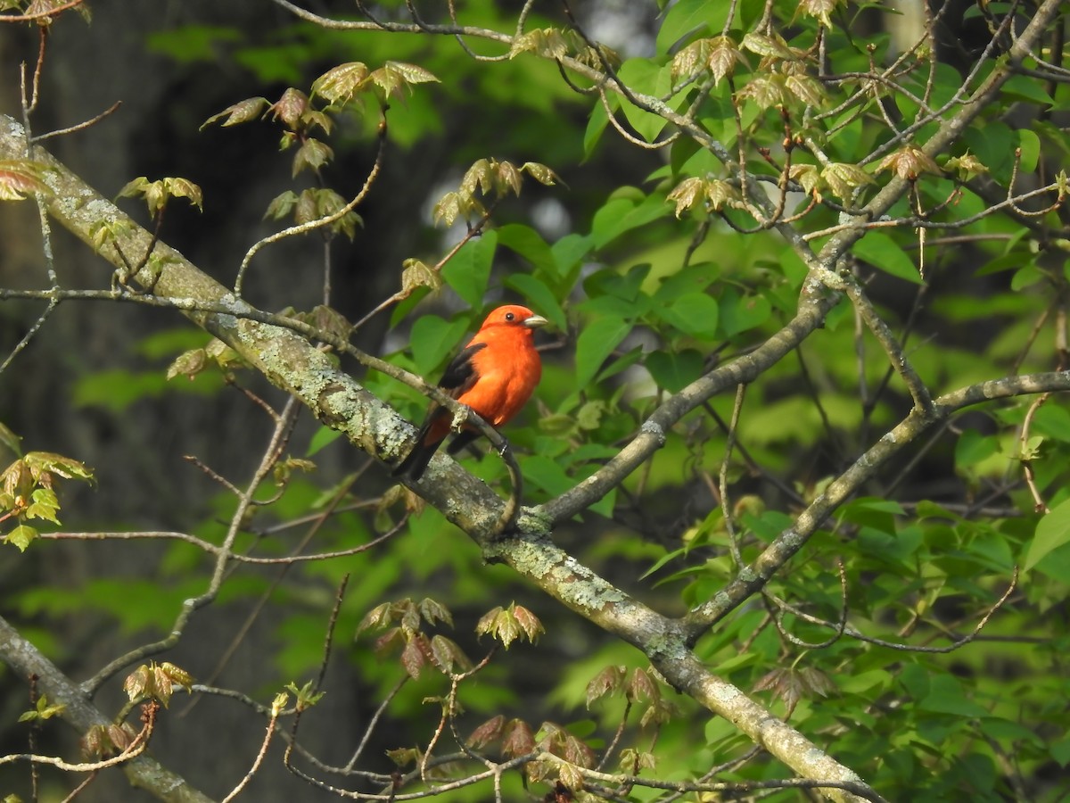 Scarlet Tanager - Caryn Phoenix-Renz