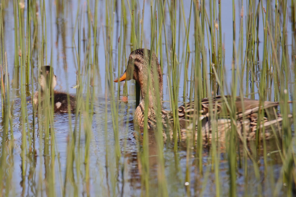 Mallard - Linda Dalton