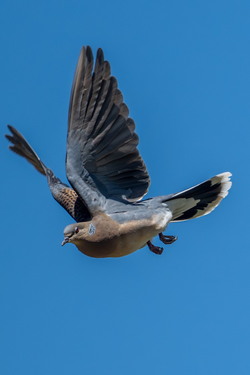 Oriental Turtle-Dove - Vivek Saggar