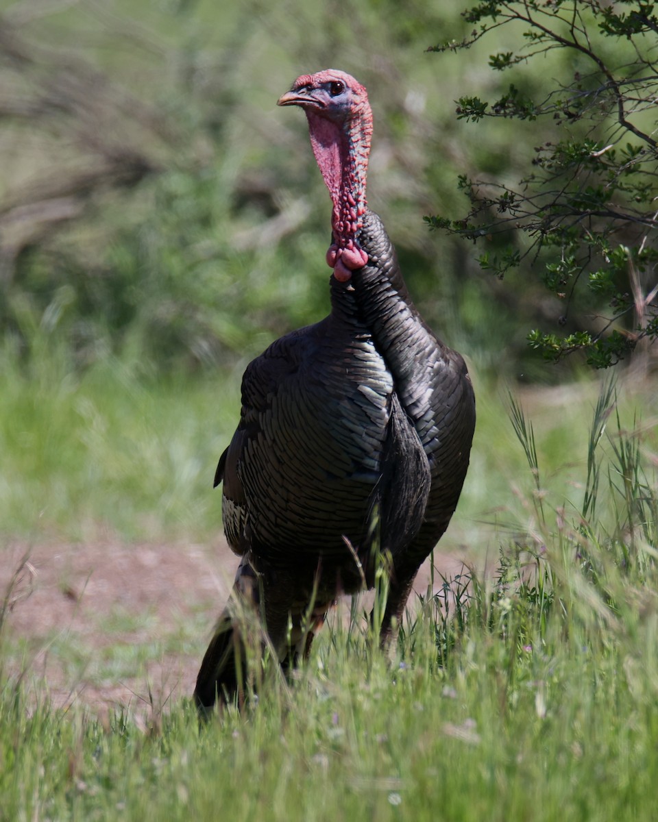 Wild Turkey - Linda Dalton