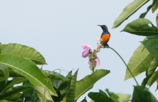 Flame-breasted Sunbird - Anonymous