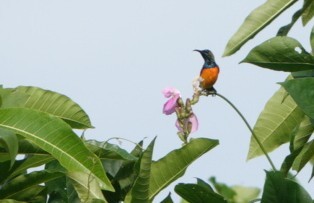 Flame-breasted Sunbird - ML619438675