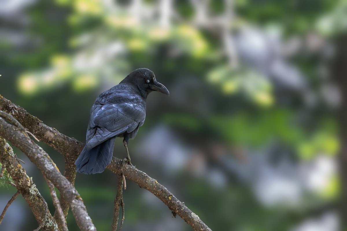 Large-billed Crow - ML619438690