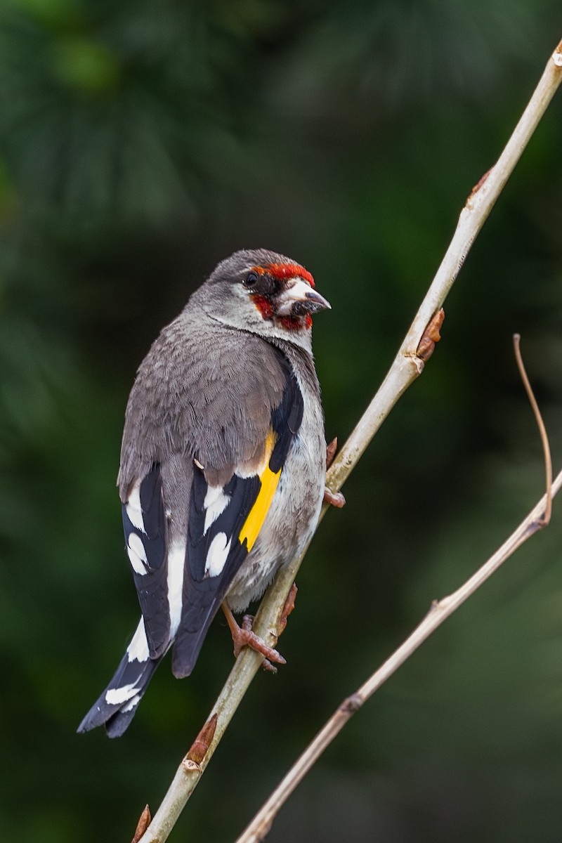 European Goldfinch - Vivek Saggar