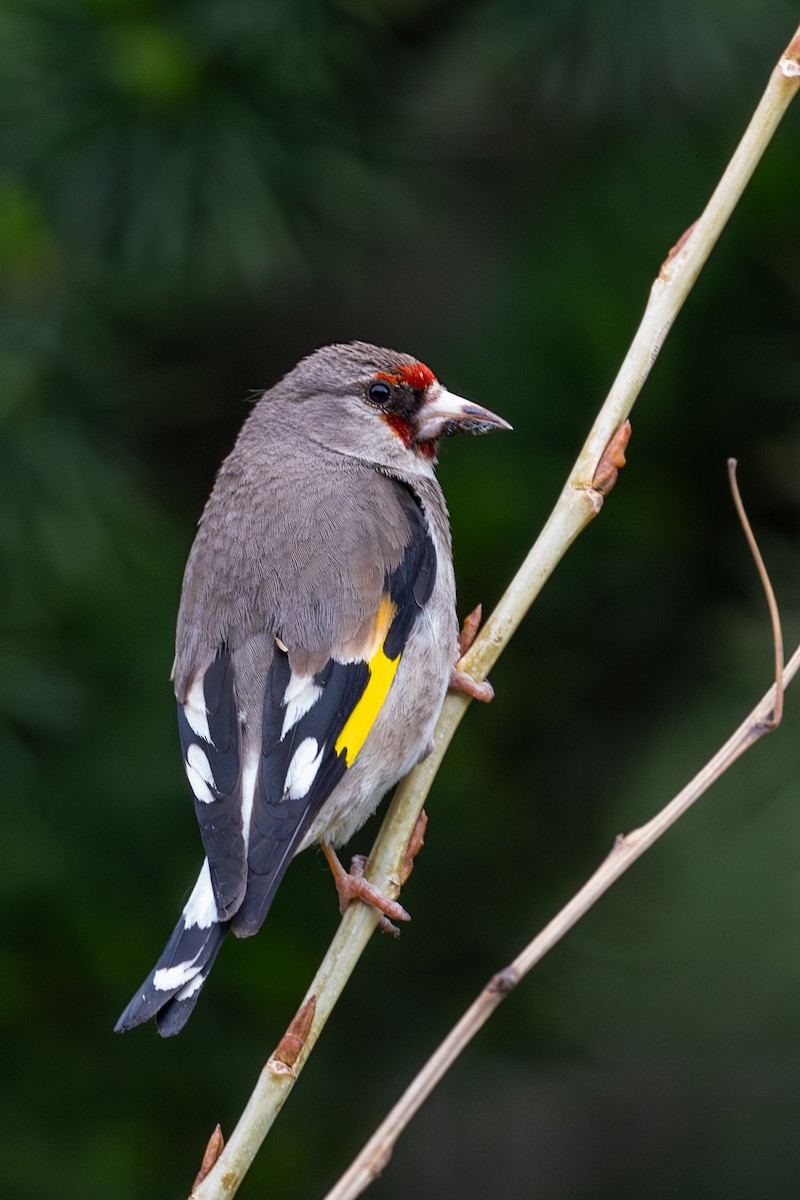 European Goldfinch - Vivek Saggar