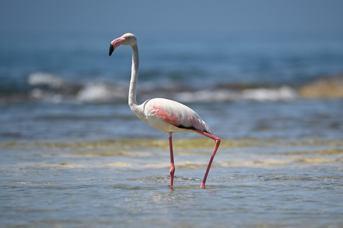 Greater Flamingo - Kenzhegul Qanatbek