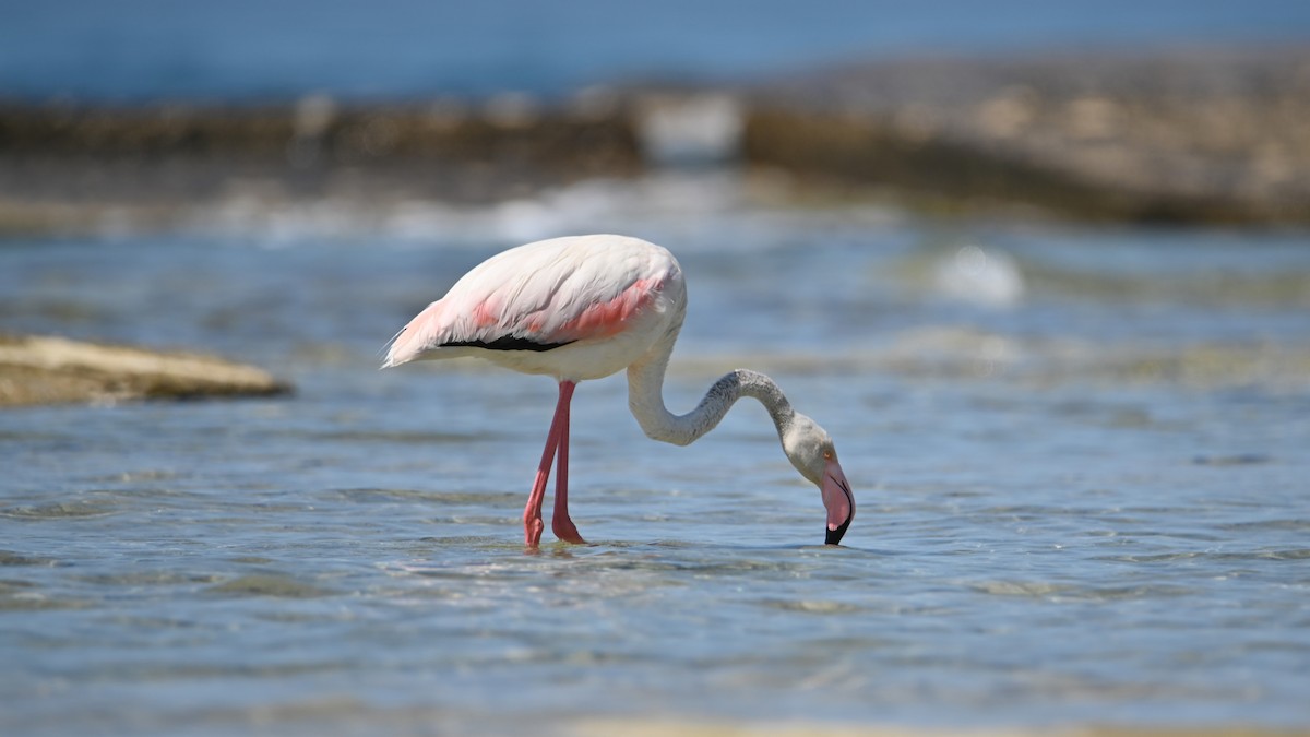 Greater Flamingo - Kenzhegul Qanatbek