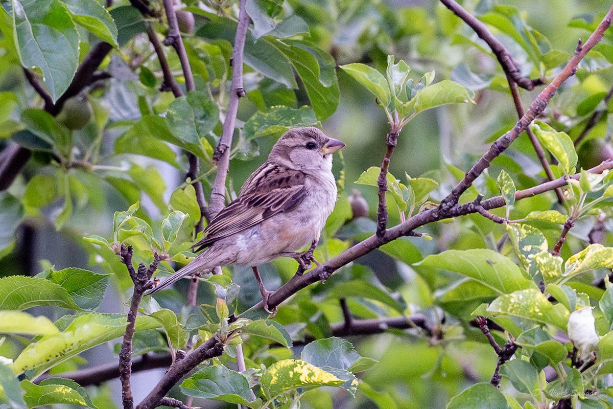 House Sparrow - Vivek Saggar