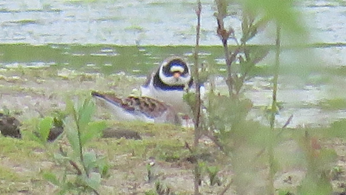 Little Stint - Ian Jones