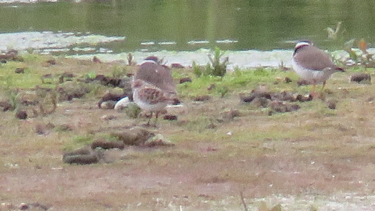 Little Stint - ML619438713