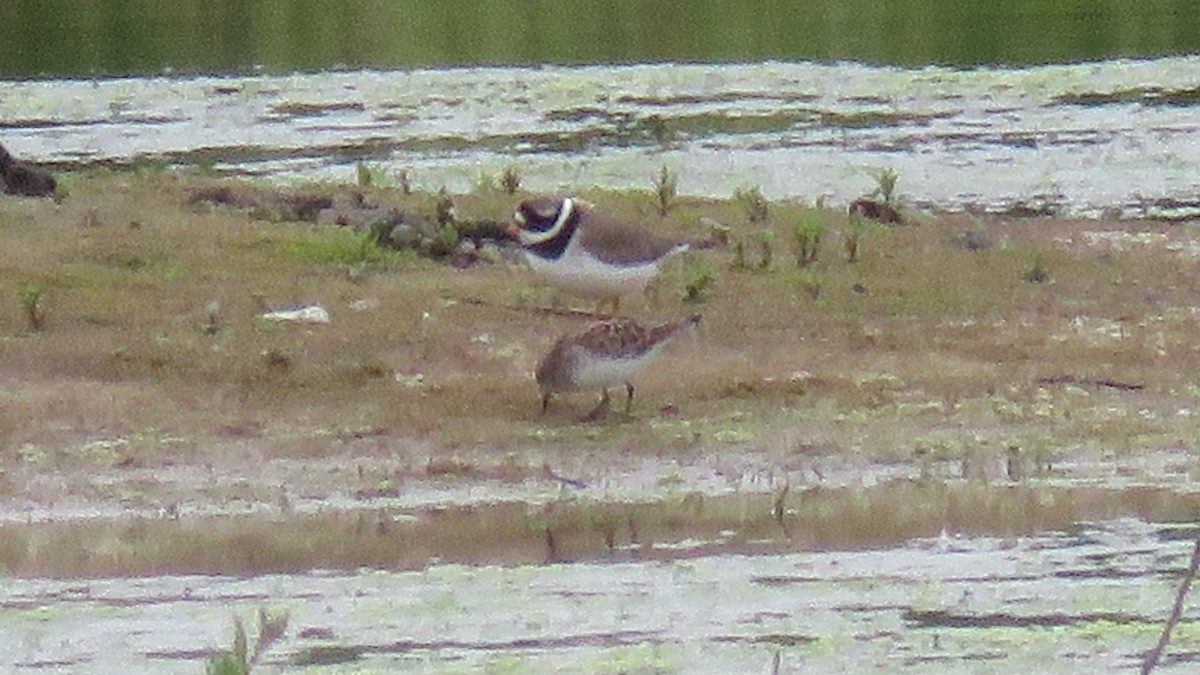 Little Stint - ML619438717