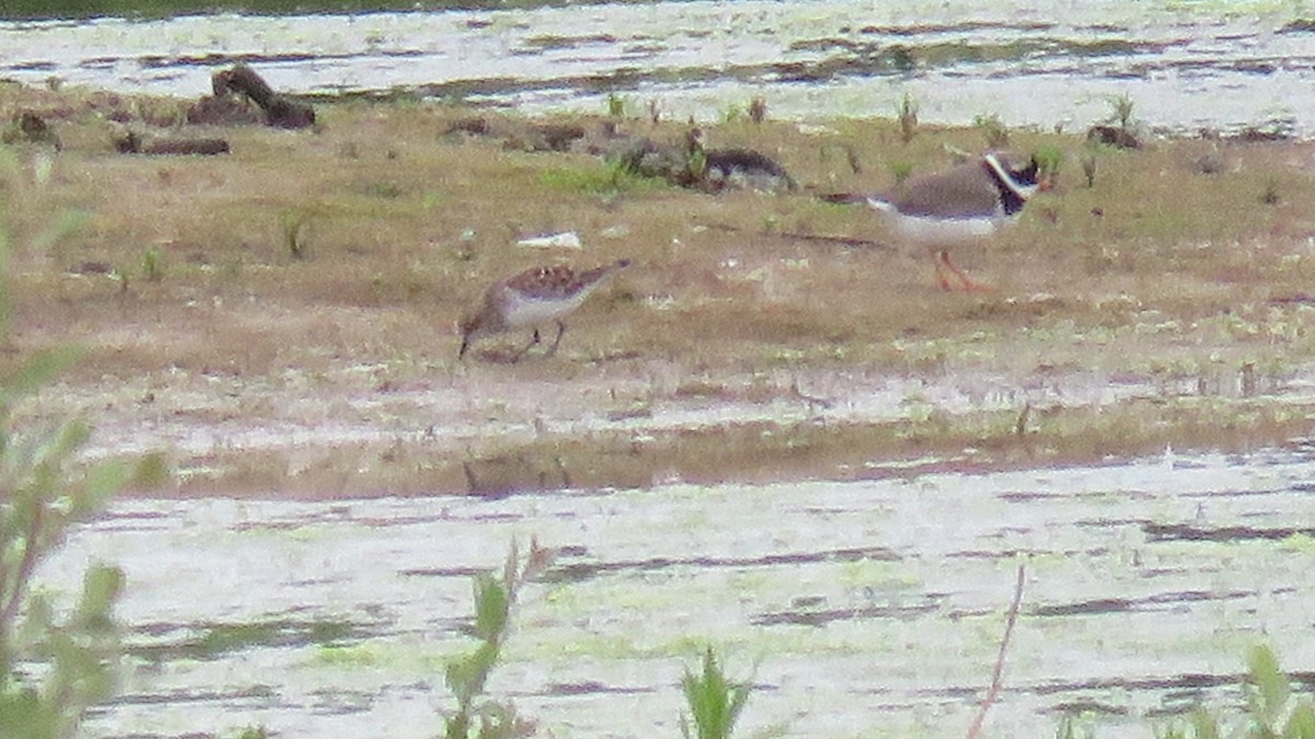 Little Stint - ML619438718