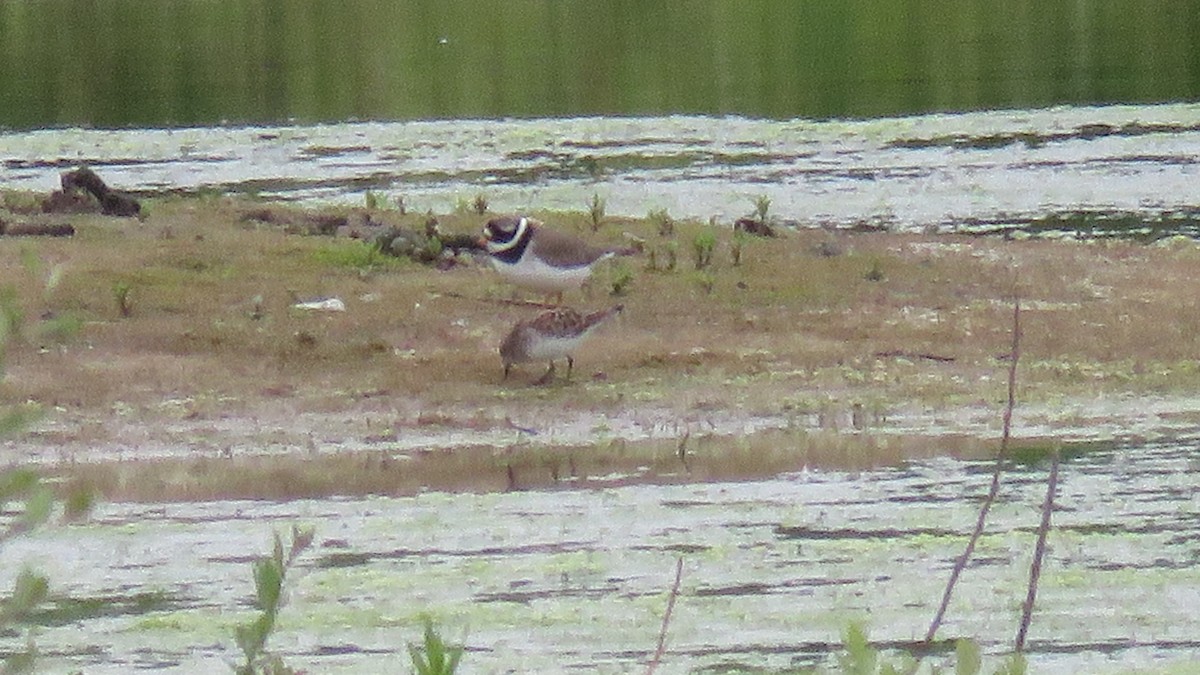 Little Stint - ML619438723