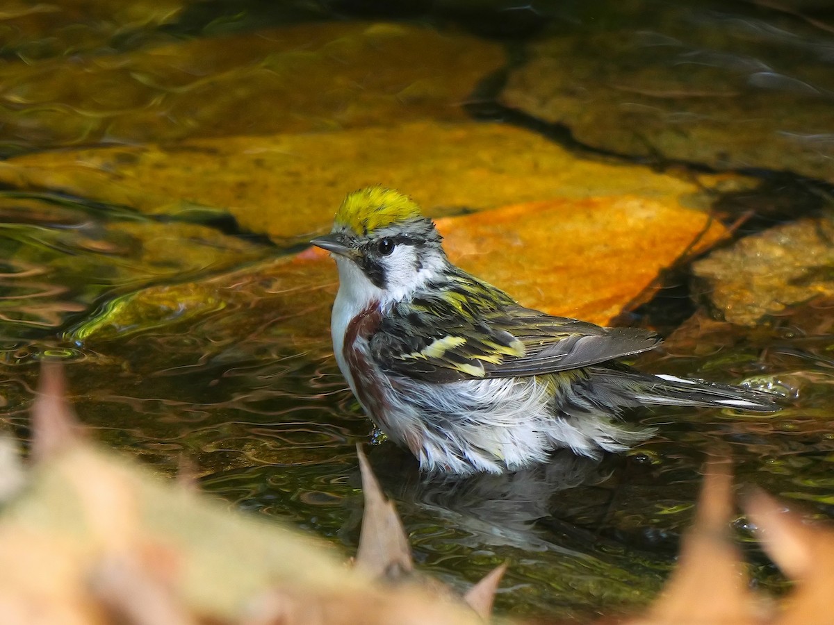 Chestnut-sided Warbler - Tim Boucher