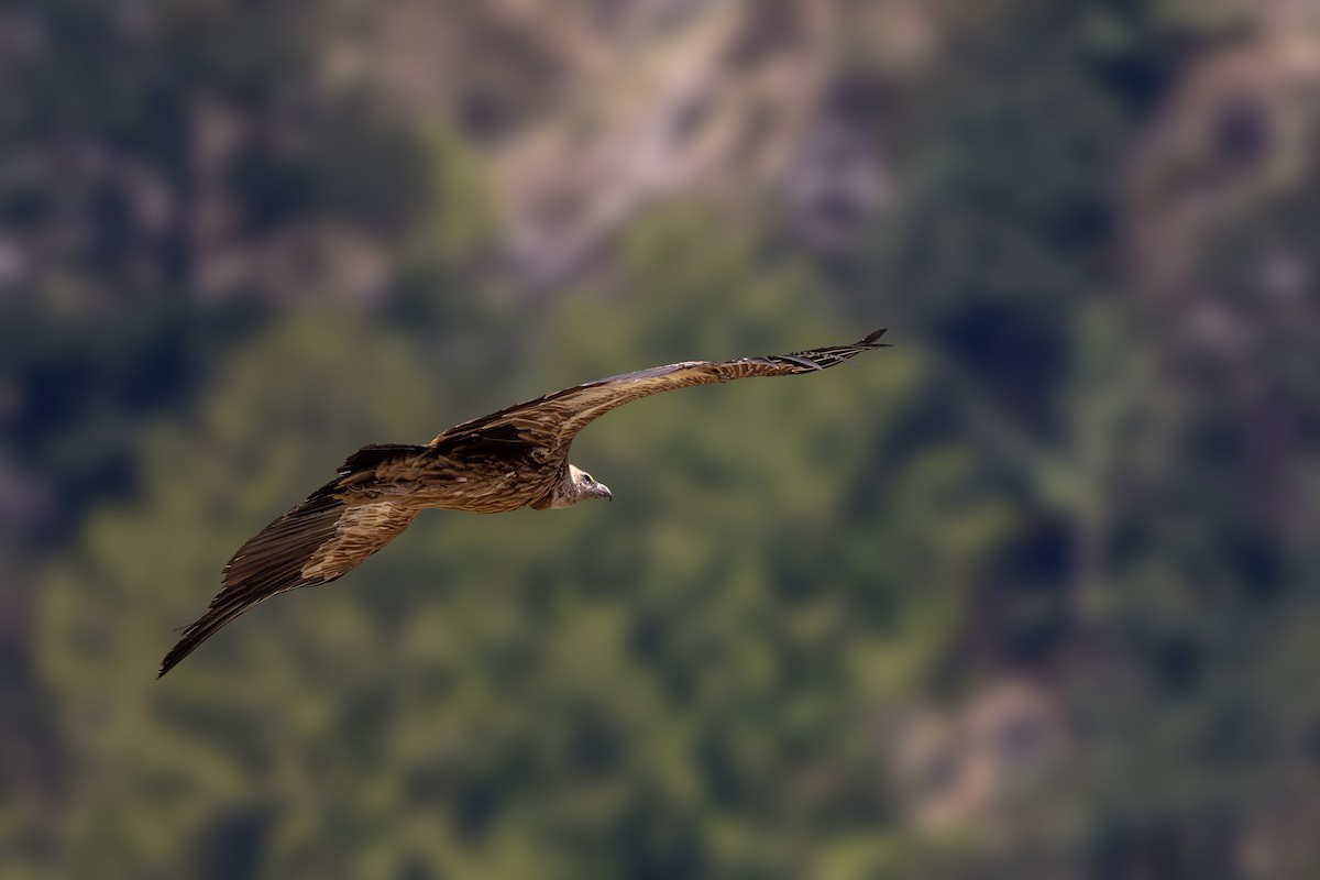 Himalayan Griffon - Vivek Saggar