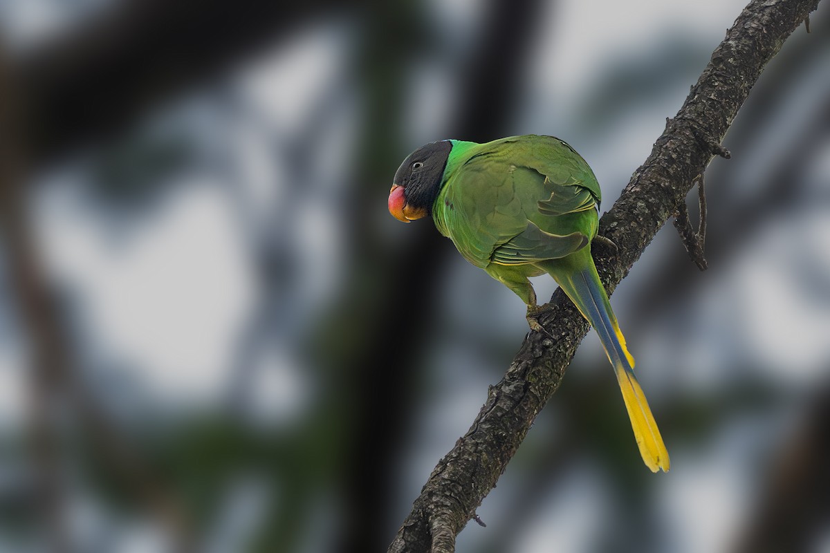 Slaty-headed Parakeet - Vivek Saggar