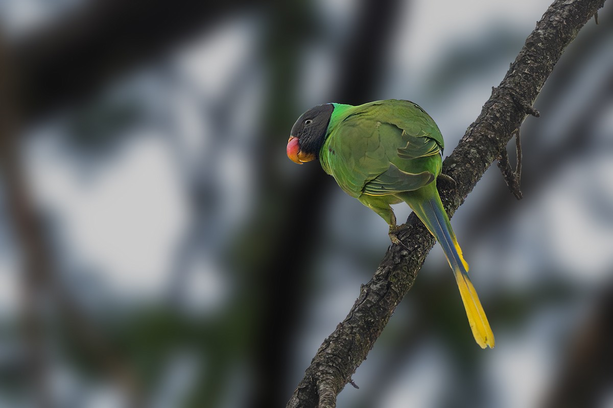 Slaty-headed Parakeet - ML619438738