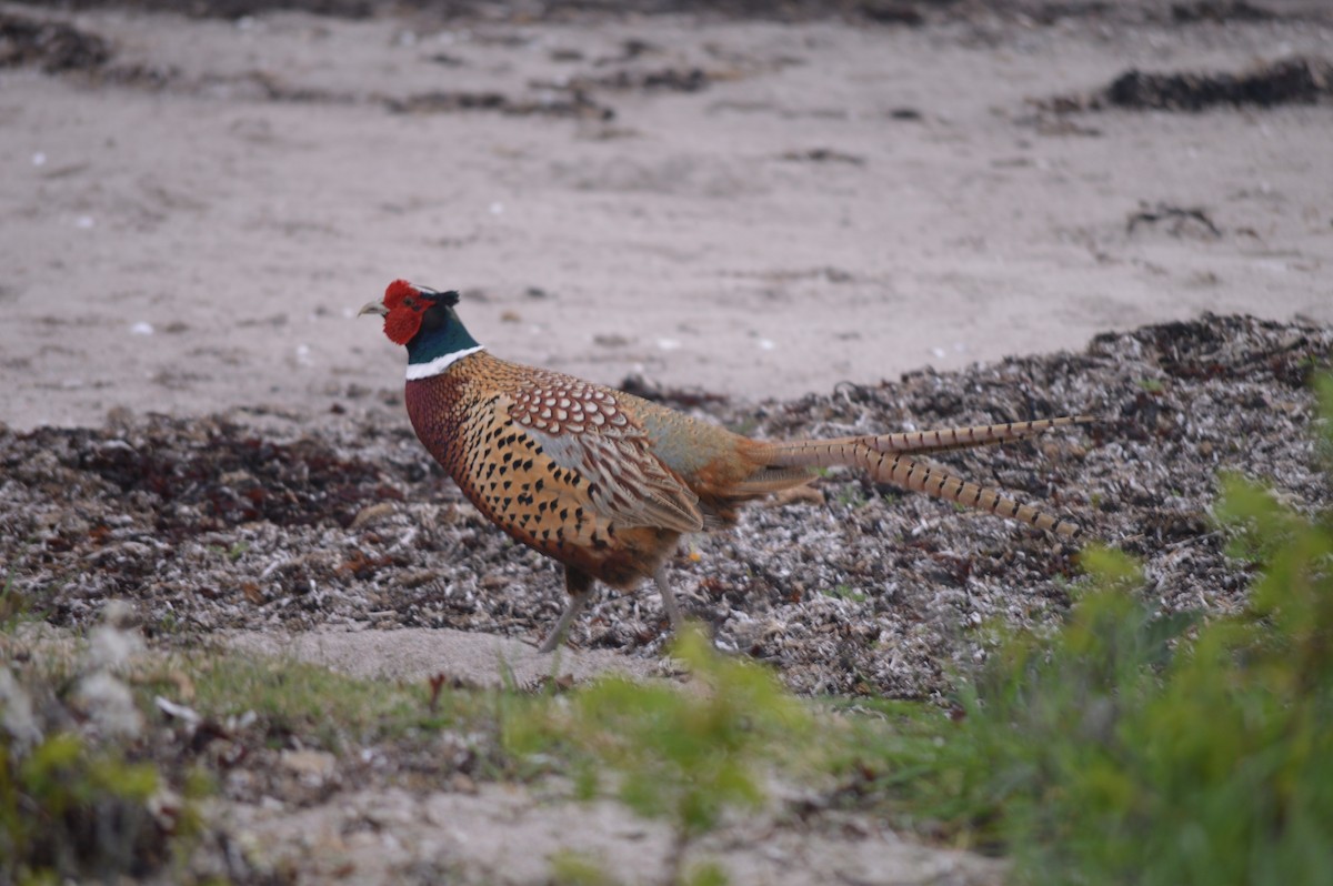 Ring-necked Pheasant - Merlin Tran