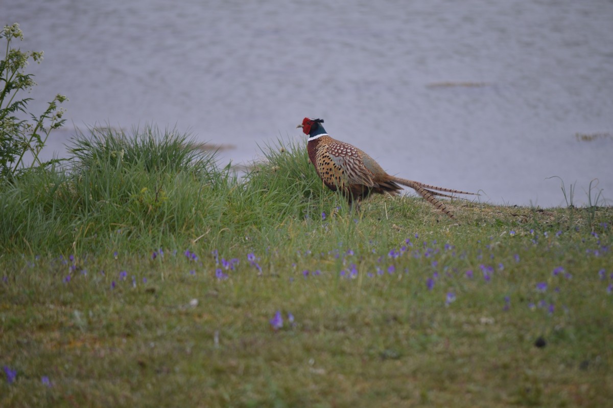 Ring-necked Pheasant - Merlin Tran