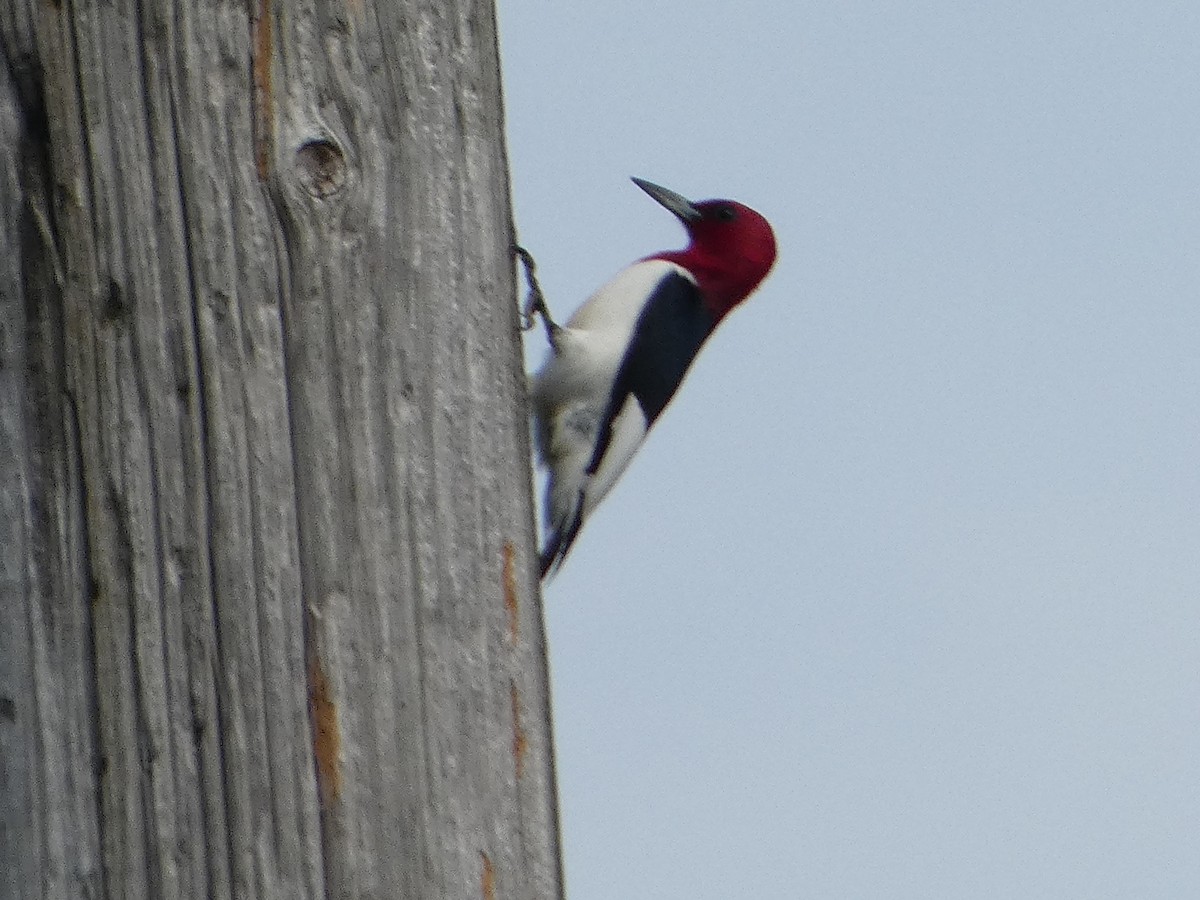 Red-headed Woodpecker - Tom Wheatley