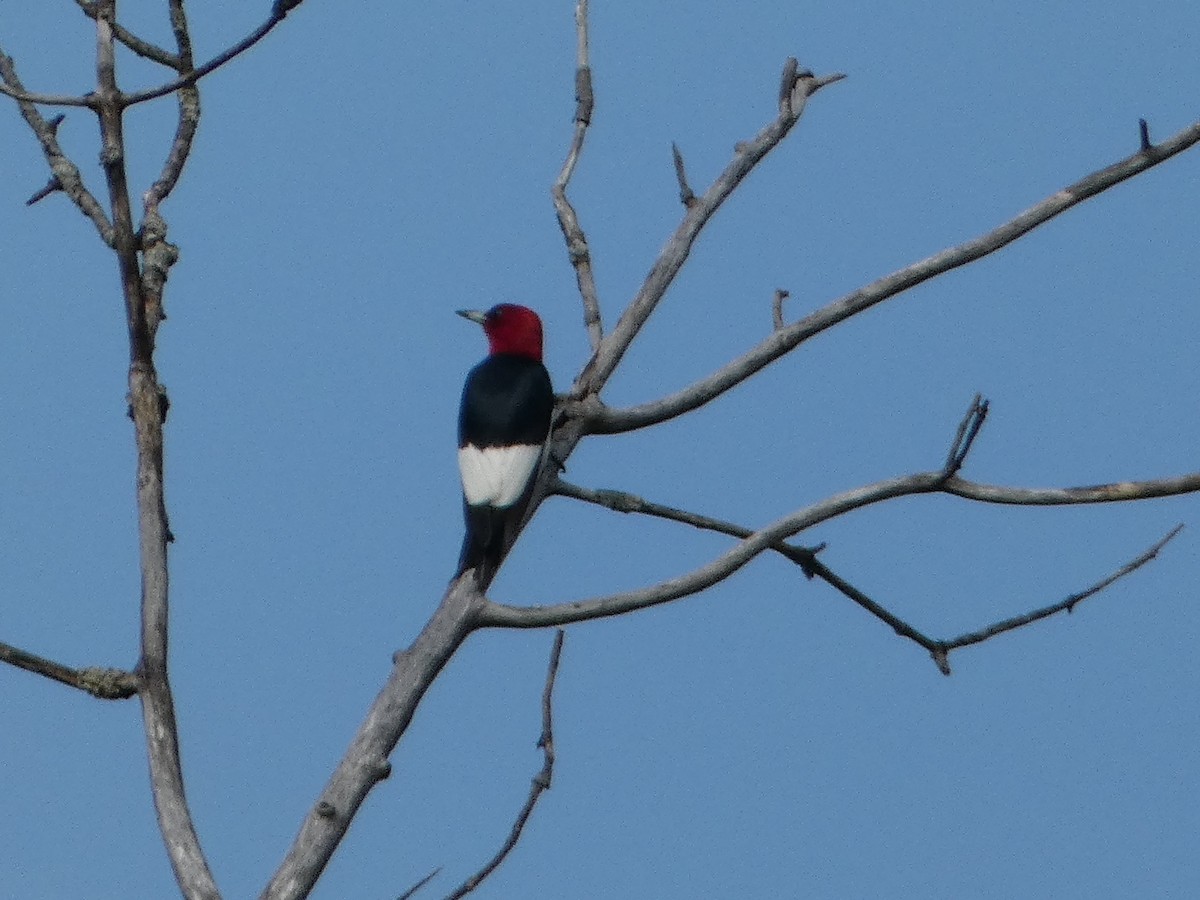 Red-headed Woodpecker - ML619438763