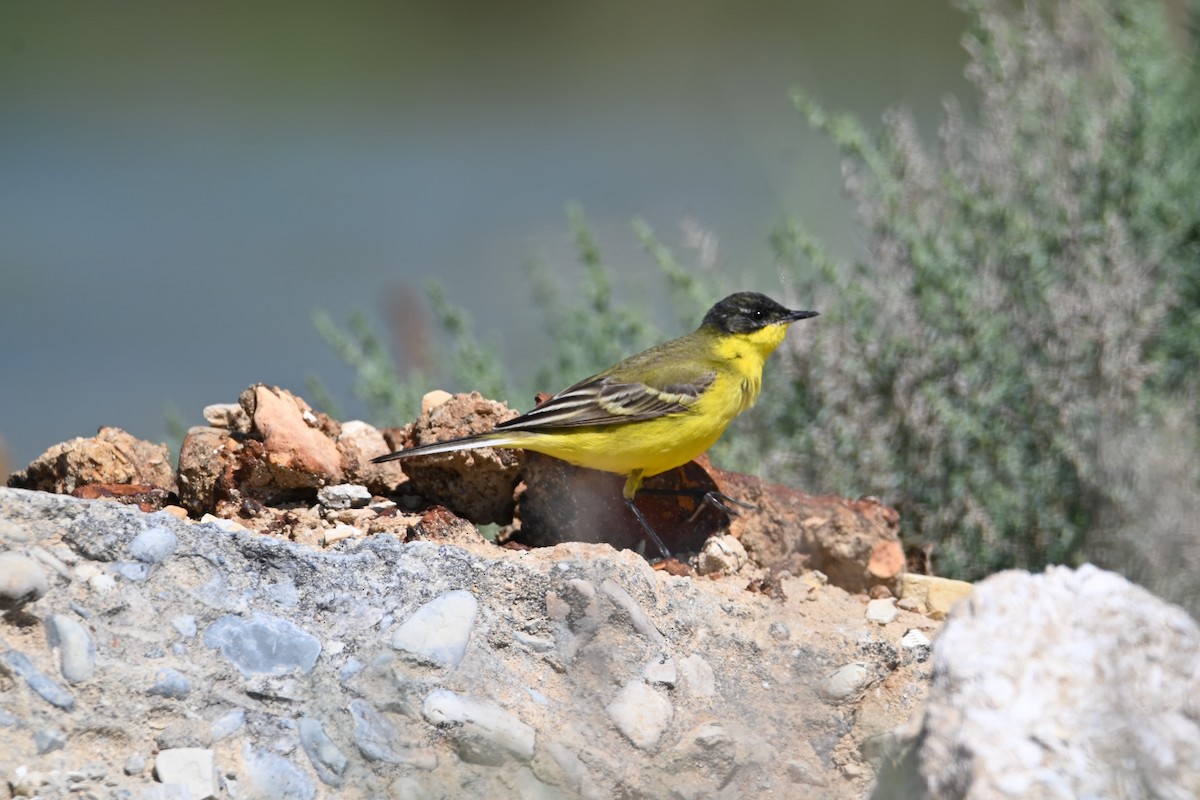 Western Yellow Wagtail (feldegg) - Kenzhegul Qanatbek
