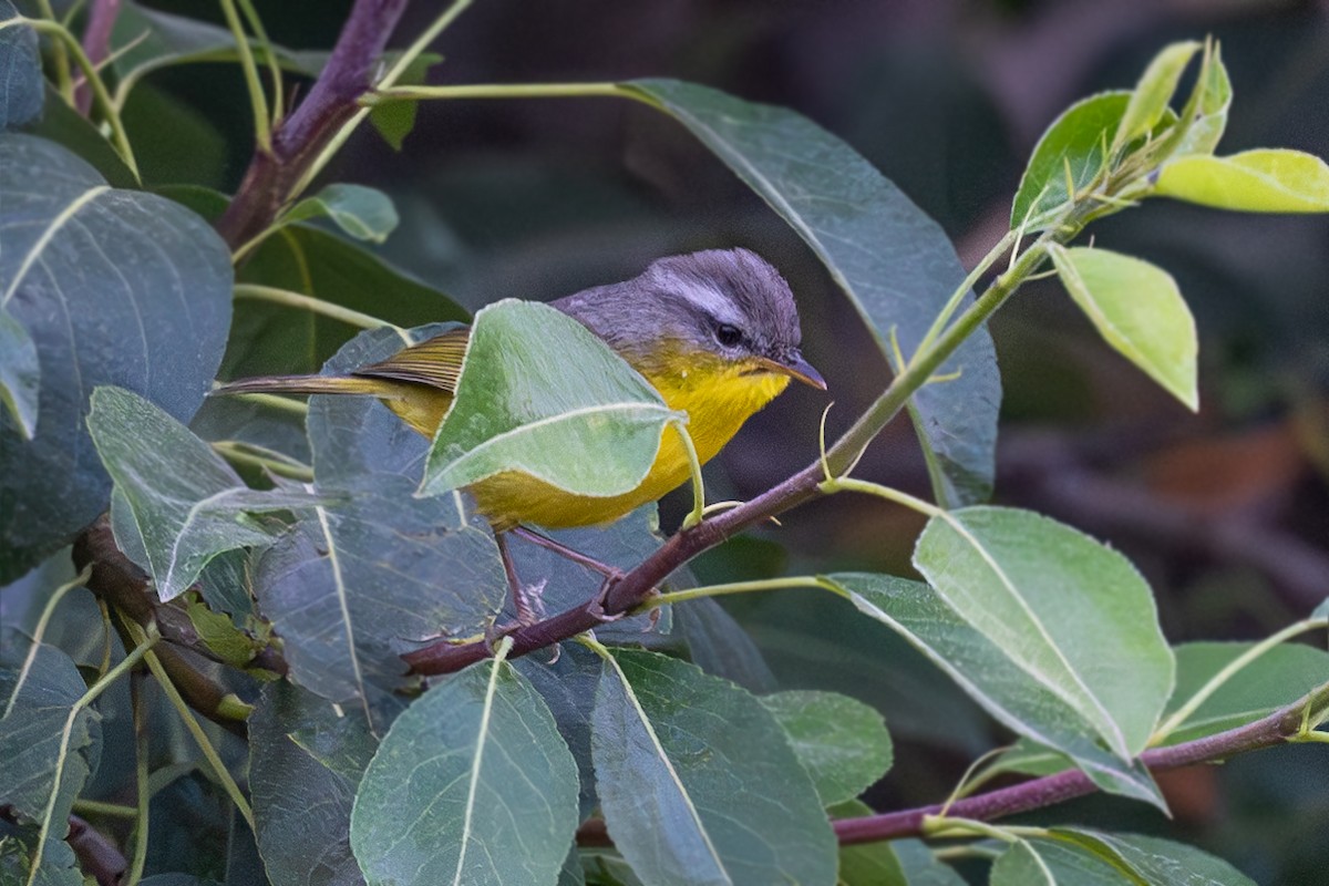 Gray-hooded Warbler - Vivek Saggar