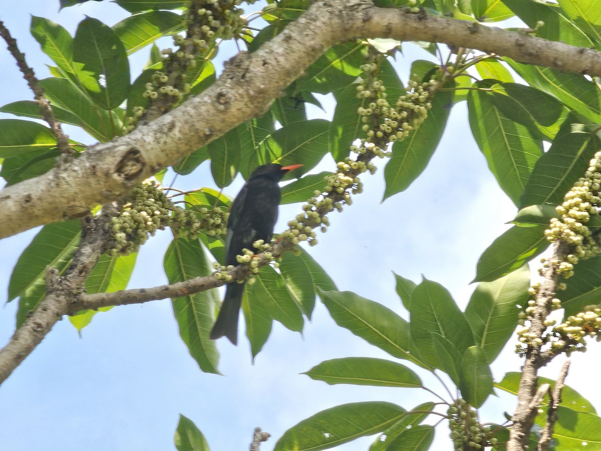 Black Bulbul - jason wu