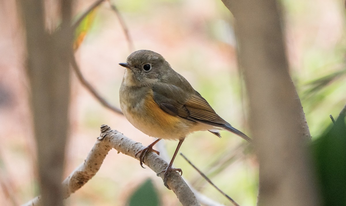 Red-flanked Bluetail - Kaiyuan Li