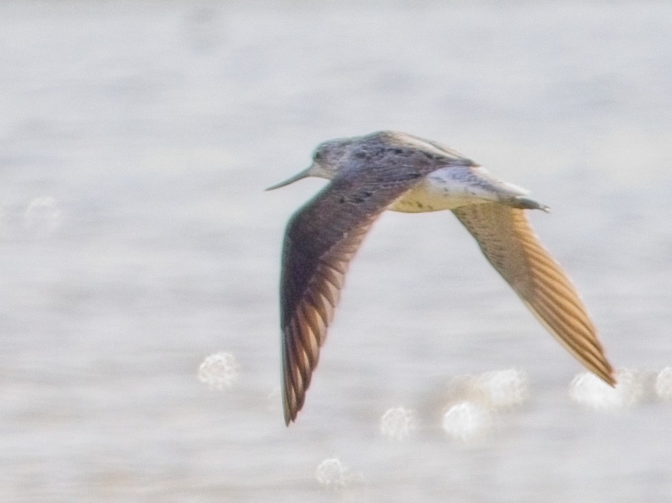 Common Greenshank - Dan Brown