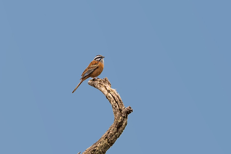 Rock Bunting - Vivek Saggar