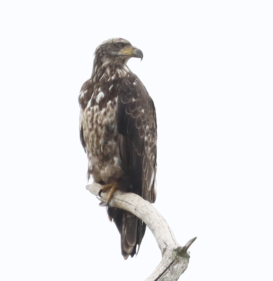 Bald Eagle - ML619438801