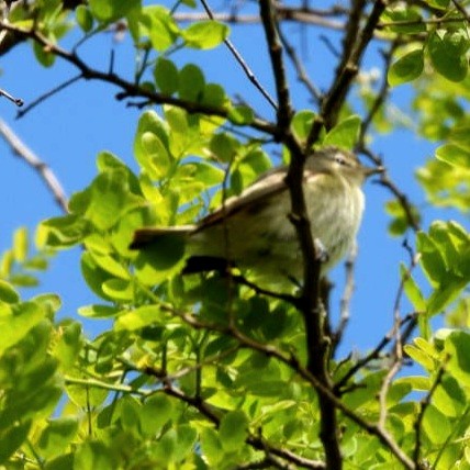 Warbling Vireo - Donna Ortuso