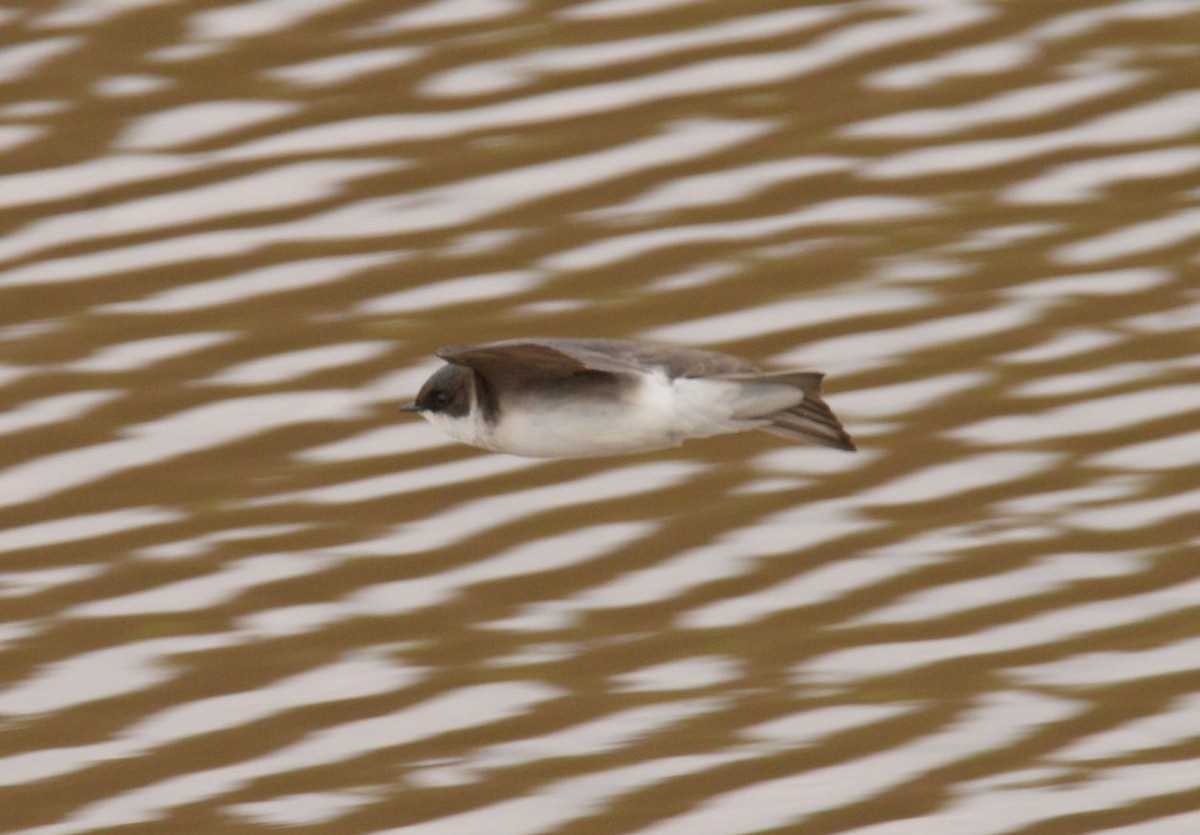 Bank Swallow - ML619438808