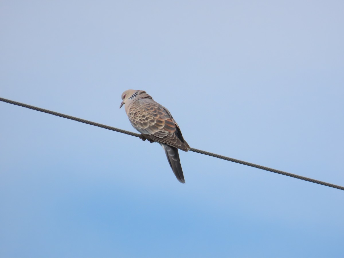 Oriental Turtle-Dove - 韋勳 陳