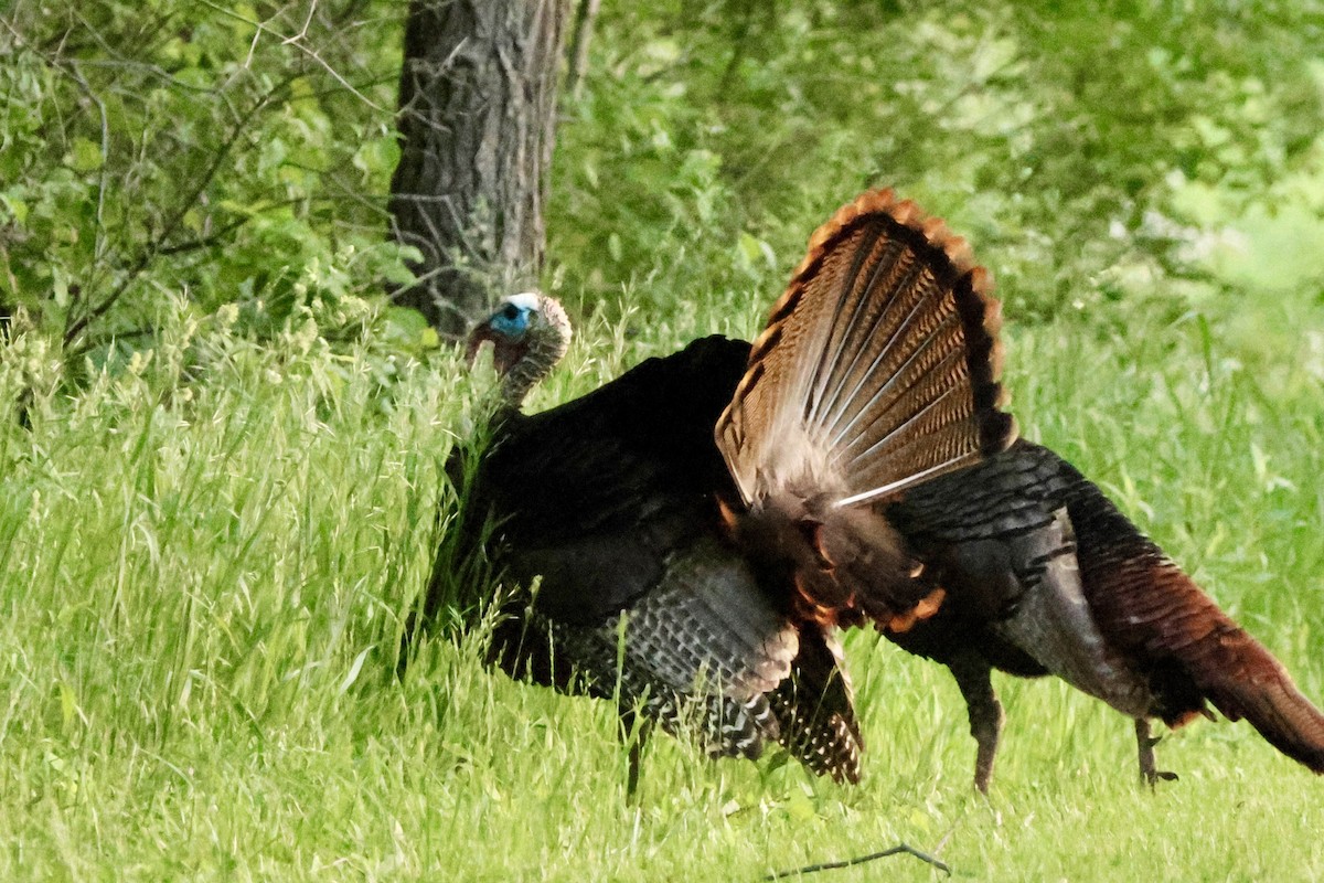 Wild Turkey - Richard Randell