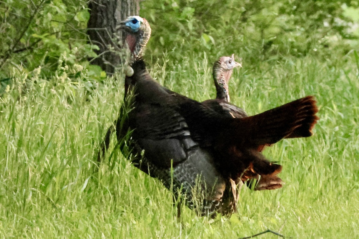 Wild Turkey - Richard Randell