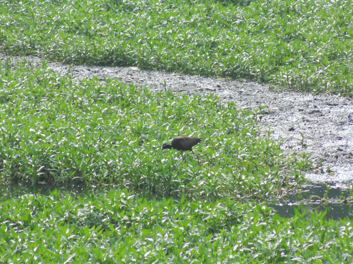 Bronze-winged Jacana - Mayur K. Setty