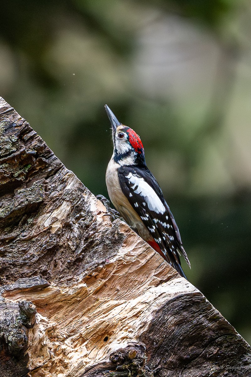 Himalayan Woodpecker - Vivek Saggar
