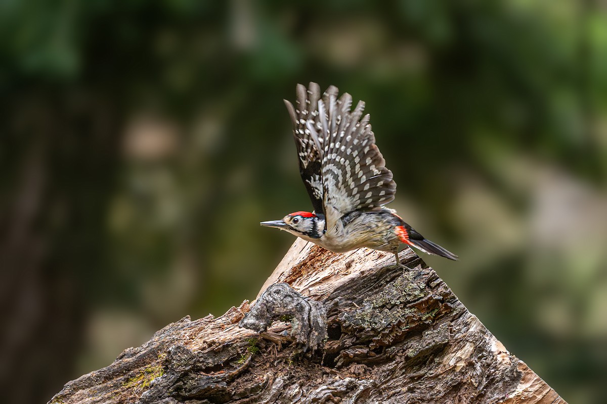 Himalayan Woodpecker - ML619438828