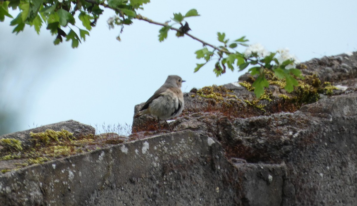 Common Redstart - Mike Tuer