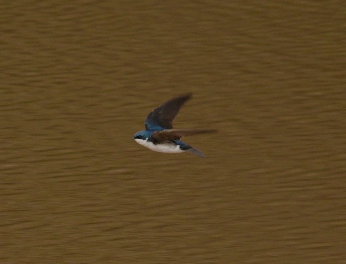 Golondrina Bicolor - ML619438833