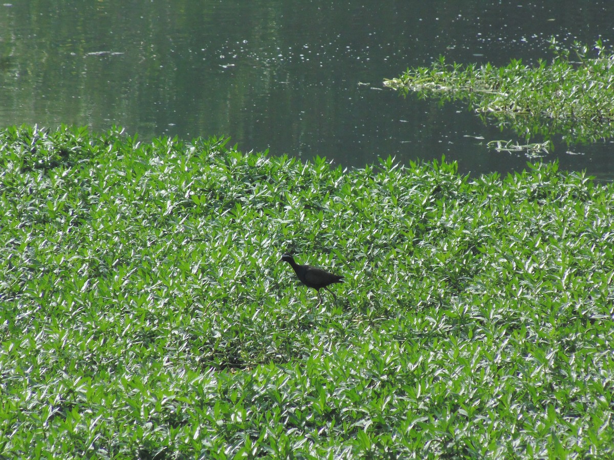 Bronze-winged Jacana - Mayur K. Setty