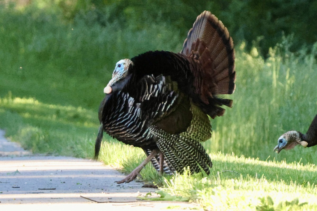 Wild Turkey - Richard Randell