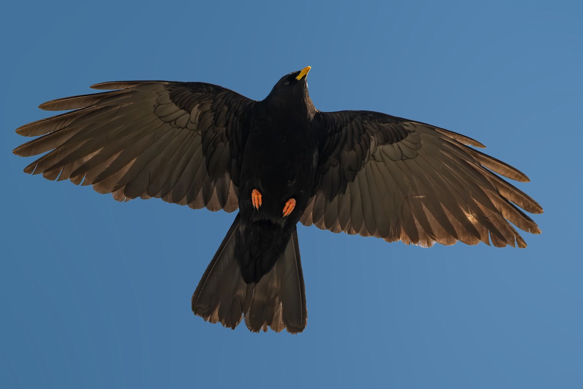 Yellow-billed Chough - ML619438852